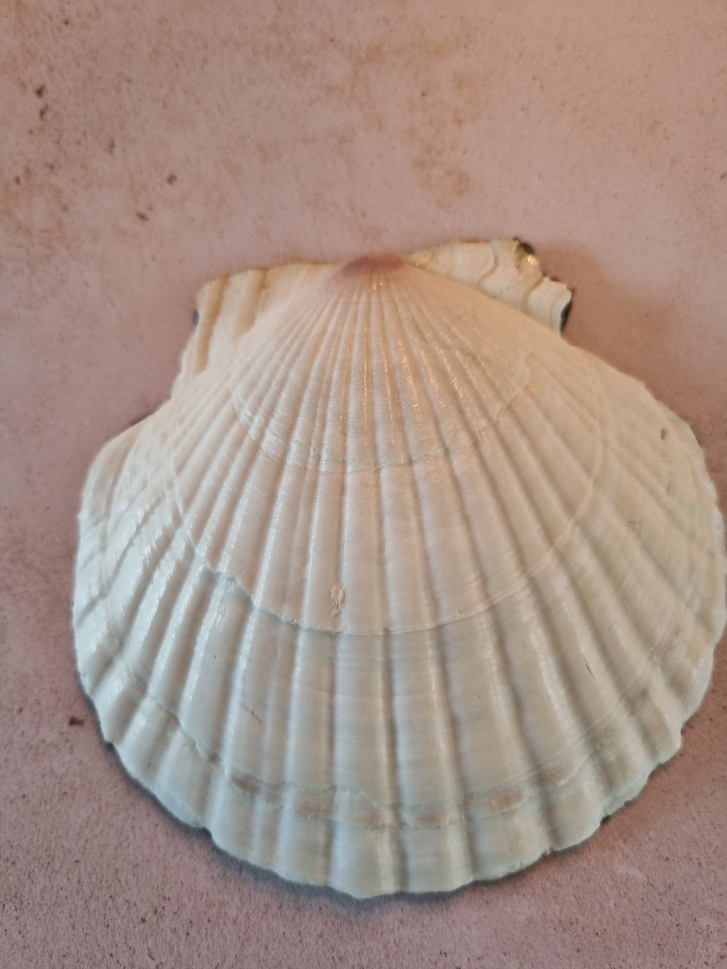 Midnight Botanical Scallop Shell Trinket Dish