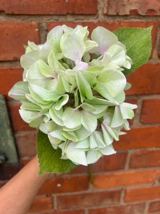 Faux Hydrangea Stem – Soft Lime Green