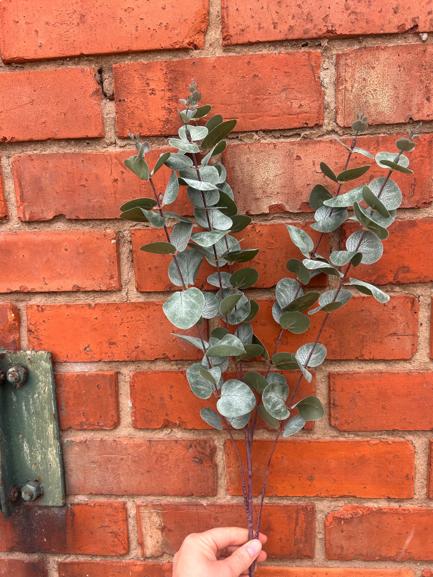 Faux Eucalyptus Stem – Silver Dollar