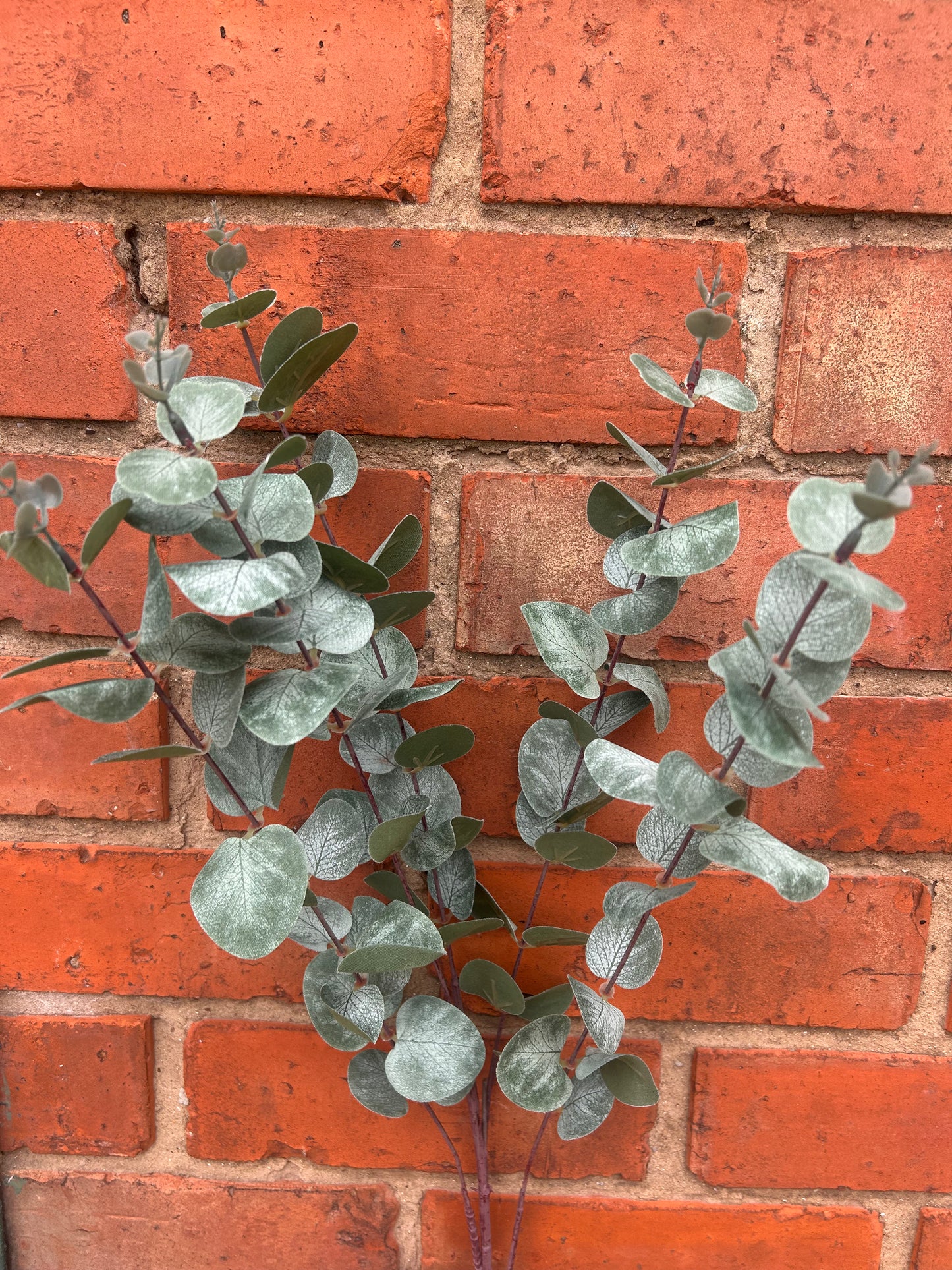 Faux Eucalyptus Stem – Silver Dollar