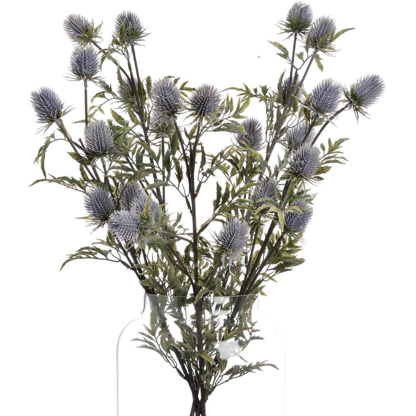 Eryngium Blue Thistle - The Barn Shed
