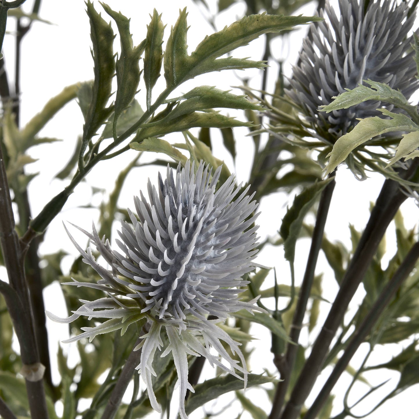 Eryngium Blue Thistle - The Barn Shed