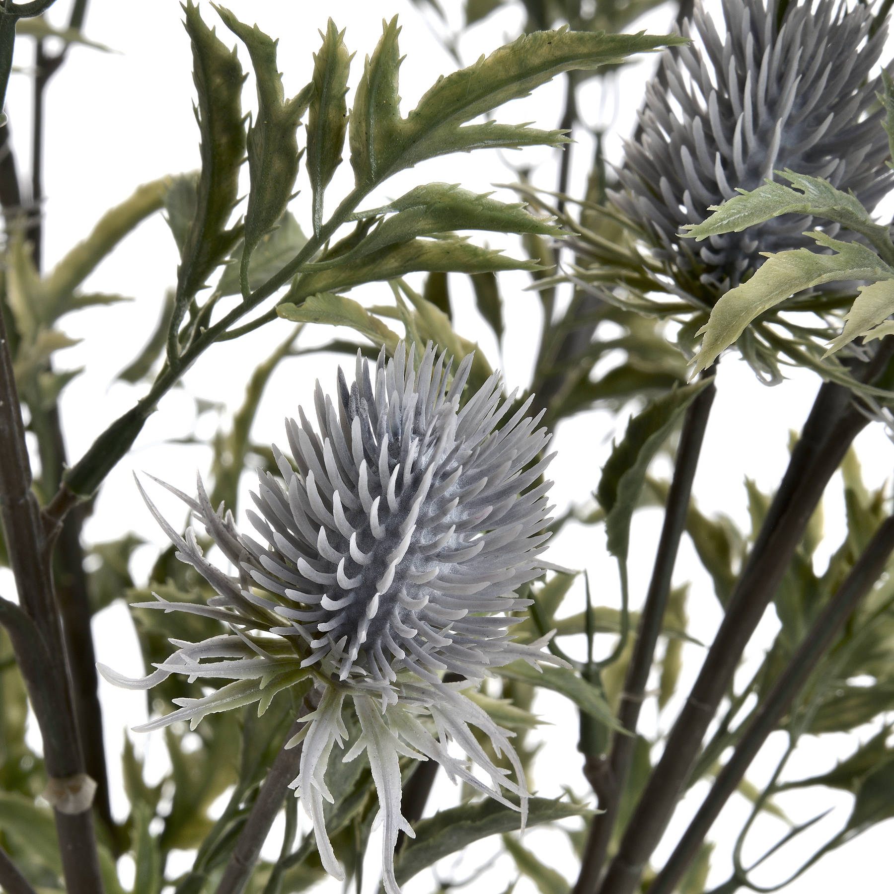 Eryngium Blue Thistle - The Barn Shed