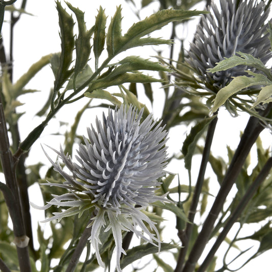Eryngium Blue Thistle - The Barn Shed