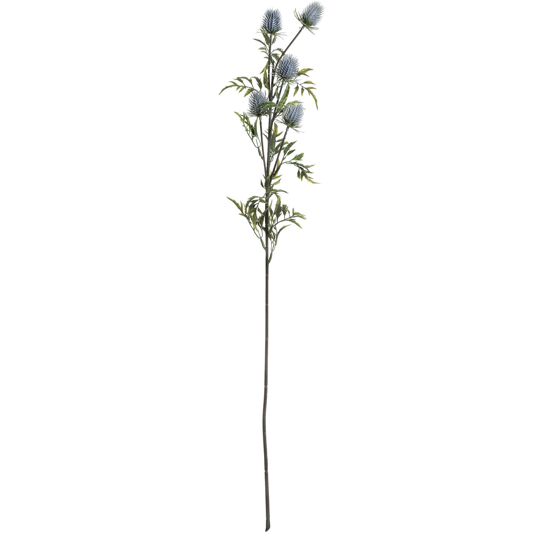 Eryngium Blue Thistle - The Barn Shed