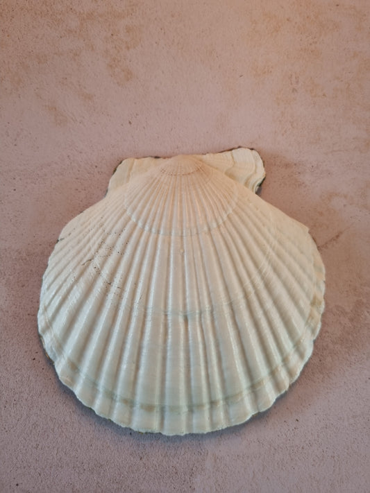 Hydrangea Botanical Scallop Shell Trinket Dish