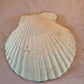 Wild Meadow Floral Scallop Shell Trinket Dish