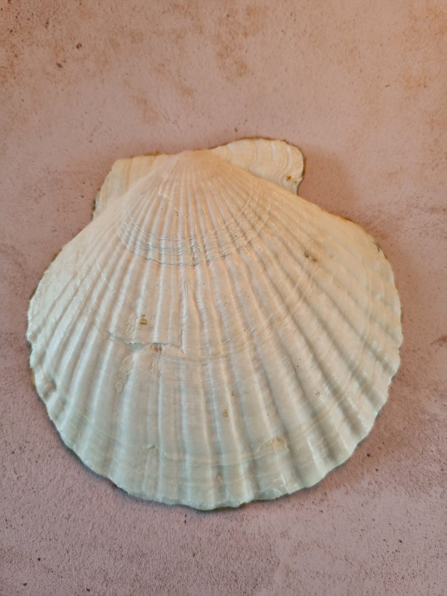 Wild Meadow Floral Scallop Shell Trinket Dish