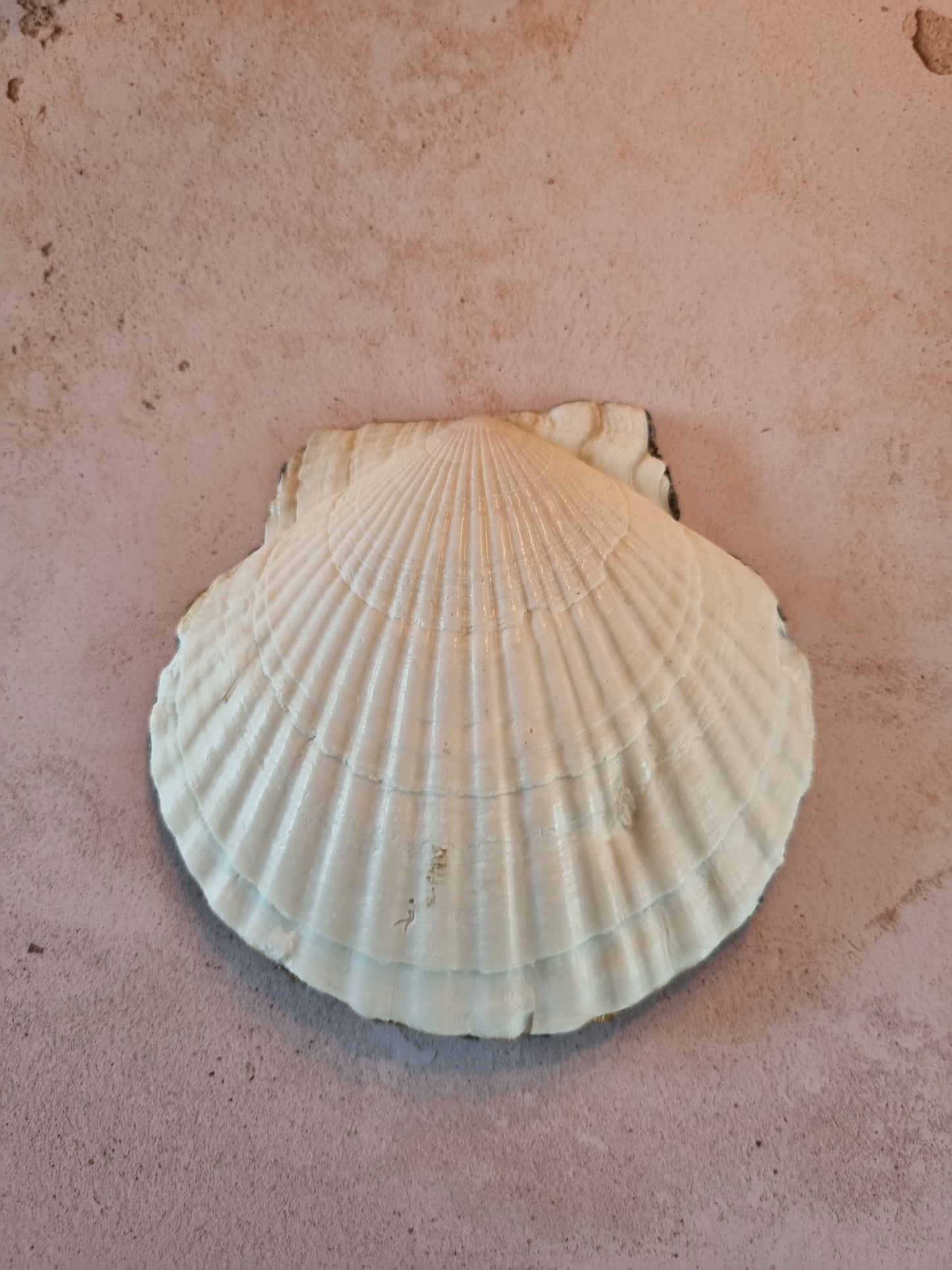 Blue Tile Pattern Scallop Shell Trinket Dish