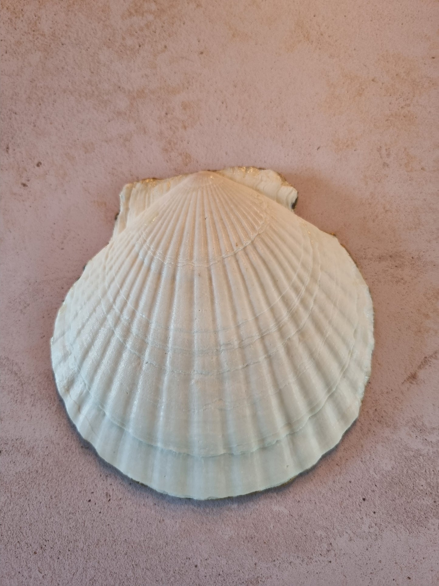 Heritage Botanical Scallop Shell Trinket Dish