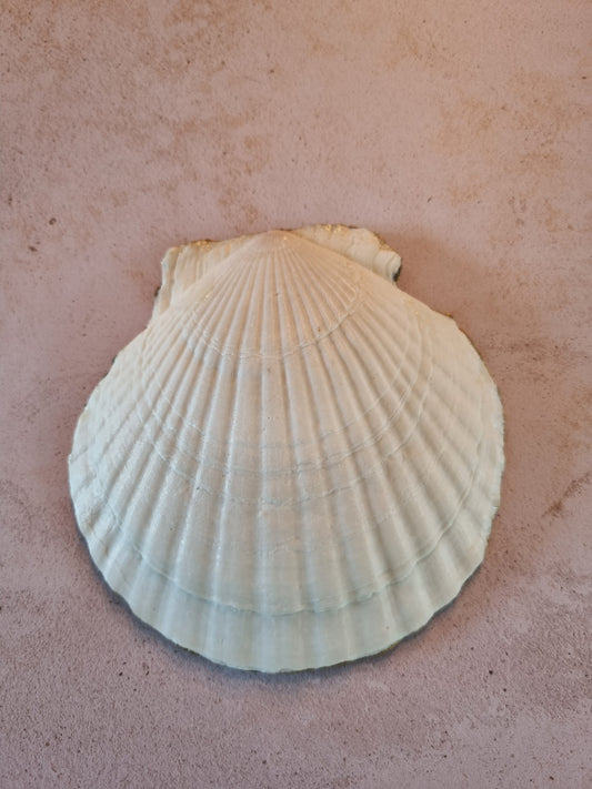 Heritage Botanical Scallop Shell Trinket Dish