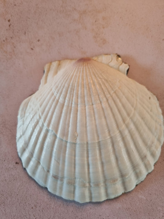 Midnight Botanical Scallop Shell Trinket Dish