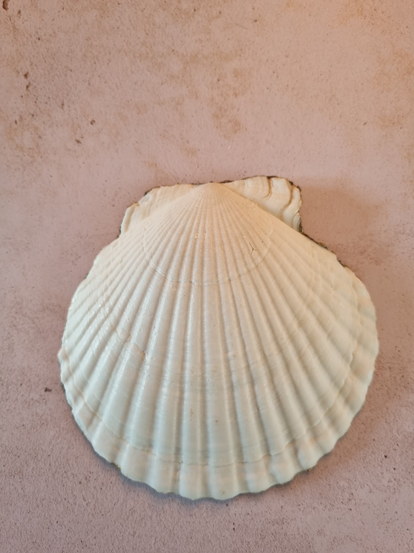 Classic Heritage Floral Scallop Shell Trinket Dish