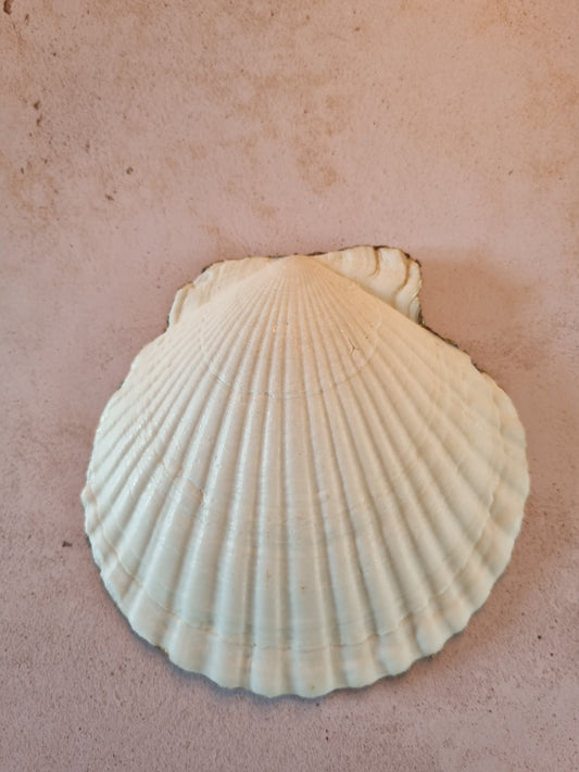 Classic Heritage Floral Scallop Shell Trinket Dish