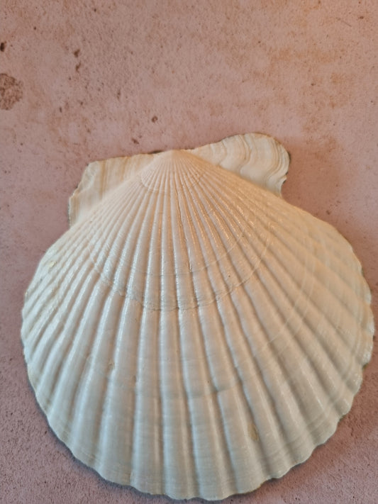 Bold Heritage Floral Scallop Shell Trinket Dish