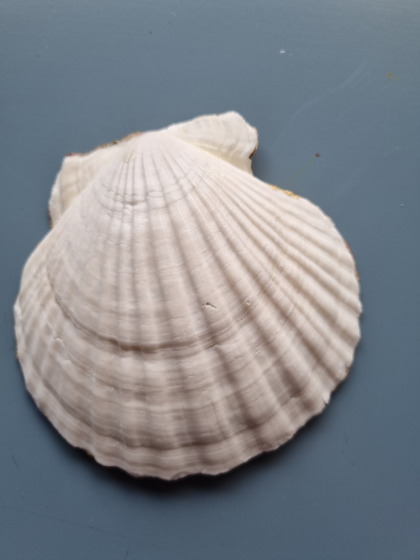 Soft Blush Floral Scallop Shell Trinket Dish