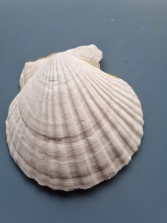 Soft Blush Floral Scallop Shell Trinket Dish