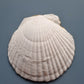 Fresh Botanical Green Scallop Shell Trinket Dish