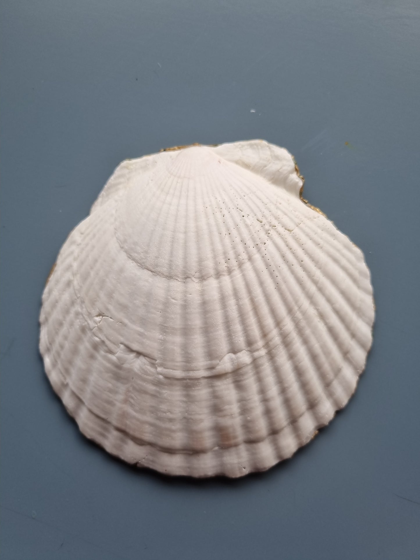 Fresh Botanical Green Scallop Shell Trinket Dish