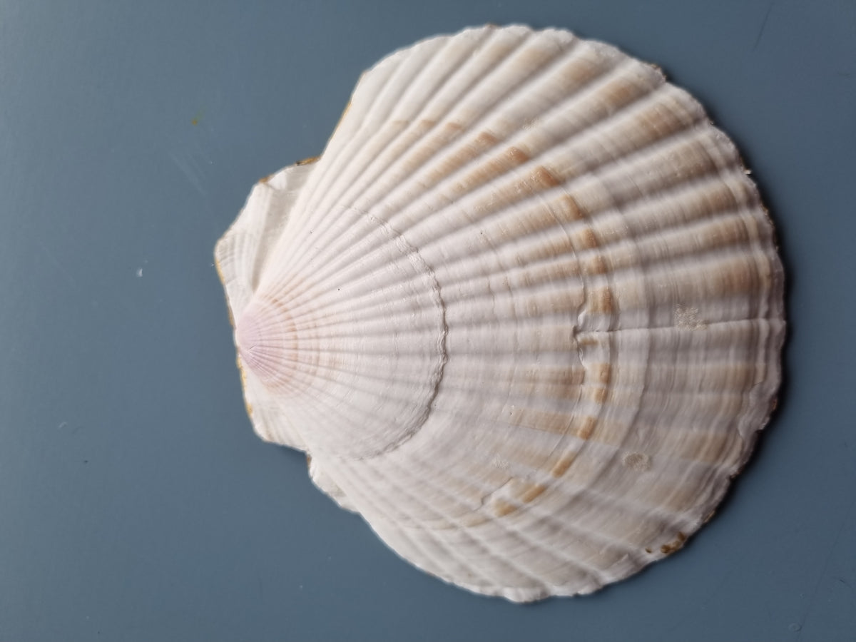 Botanicial Shell Botanical Meadow Scallop Shell Dish – The Barn Shed