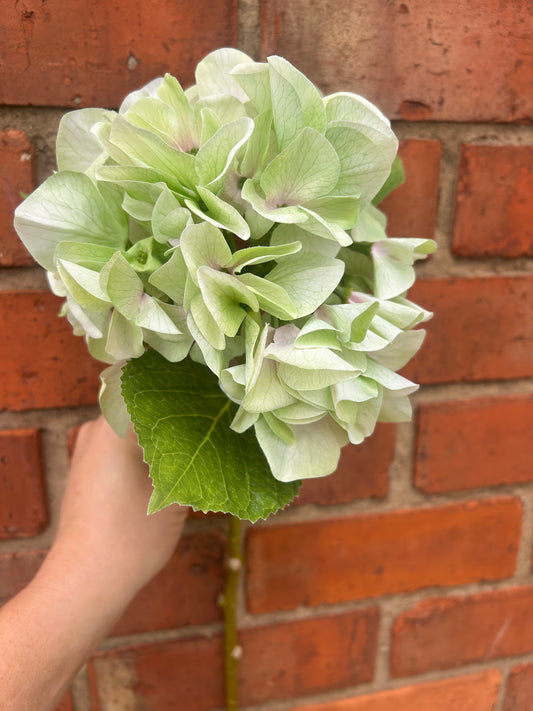 Faux Hydrangea Stem – Soft Lime Green