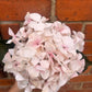 Faux Hydrangea Stem – Blush Pink