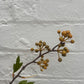 Faux Hypericum Berry Spray – Yellow Green