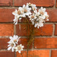 Faux White Cosmos Stem