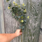 Faux Eucalyptus Spray with Yellow Buds