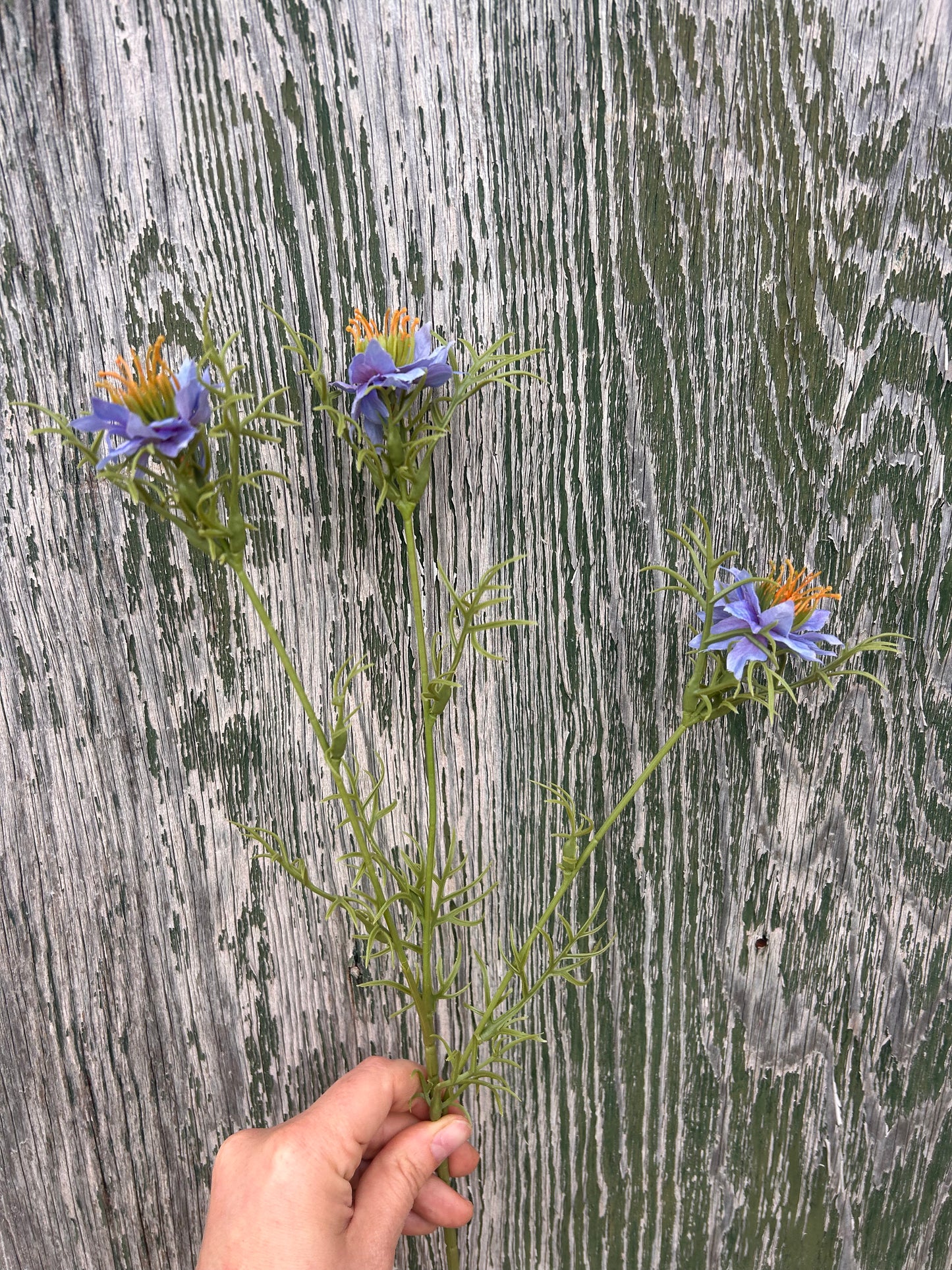 Faux Nigella Stem – Love in a Mist