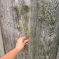 Faux Nigella Stem – Love in a Mist