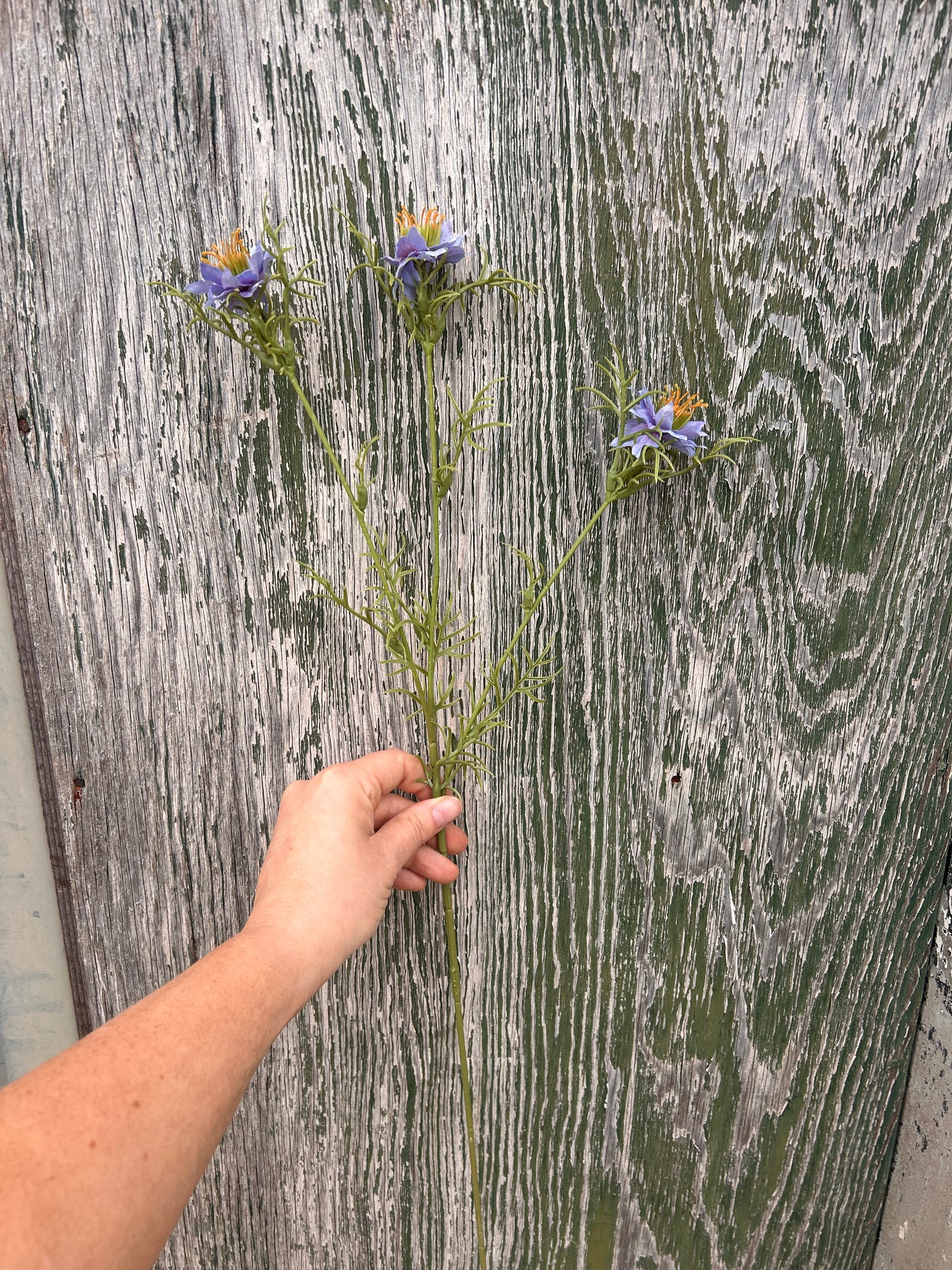 Faux Nigella Stem – Love in a Mist