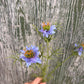 Faux Nigella Stem – Love in a Mist