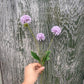 Faux Scabiosa Spray – Soft Lilac