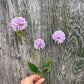 Faux Scabiosa Spray – Soft Lilac