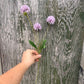Faux Scabiosa Spray – Soft Lilac