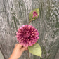 Faux Dahlia Stem – Plum & Blush